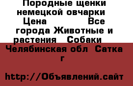 Породные щенки немецкой овчарки › Цена ­ 24 000 - Все города Животные и растения » Собаки   . Челябинская обл.,Сатка г.